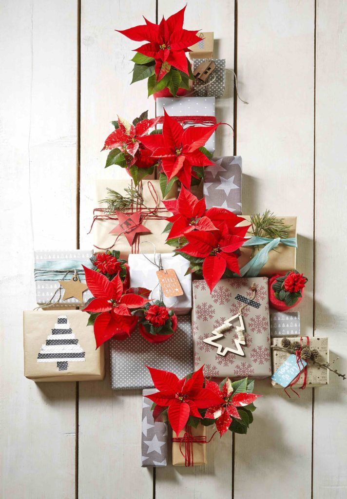 Stella Di Natale In Casa.Per Natale Ospita Una Stella E Colora La Tua Casa Con I Suoi Bellisimi Fiori