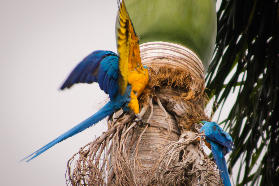 Guacamayas de Caracas
